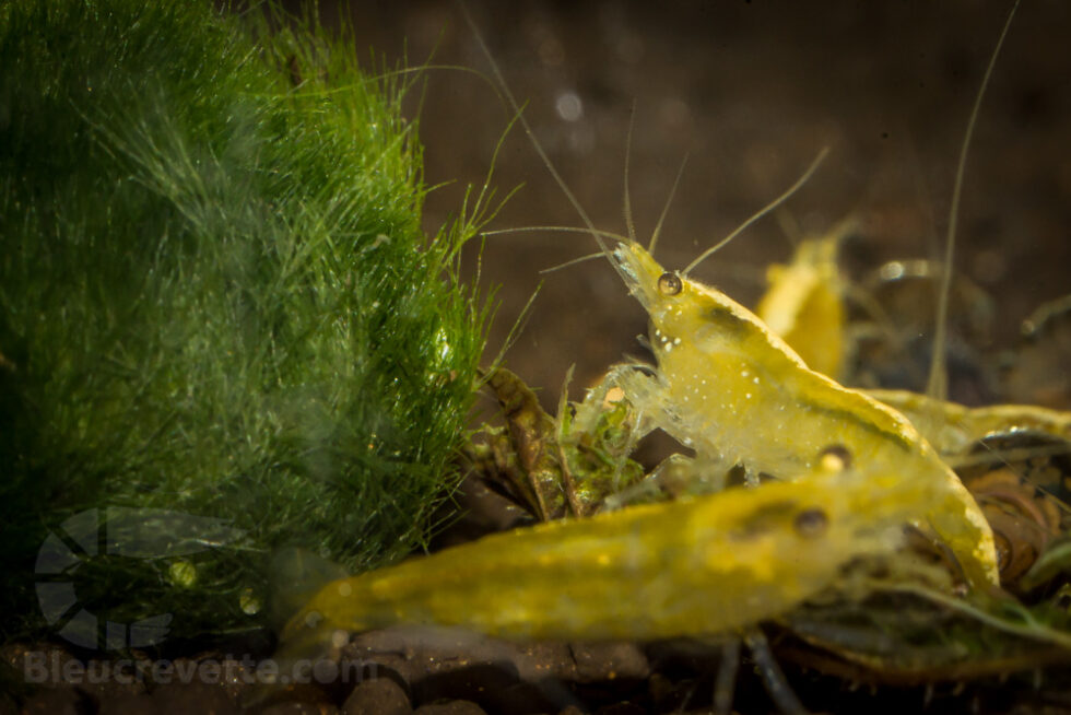 La nourriture des crevettes d'eau douce - Conseils d'élevage des