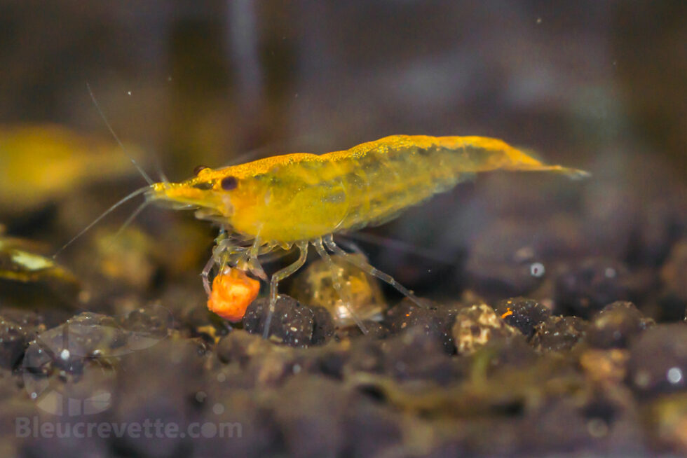 La nourriture des crevettes d