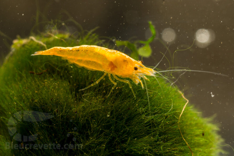 Les crevettes Neocaridina davidi Conseils d